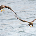 Bald Eagles Fight For Fish